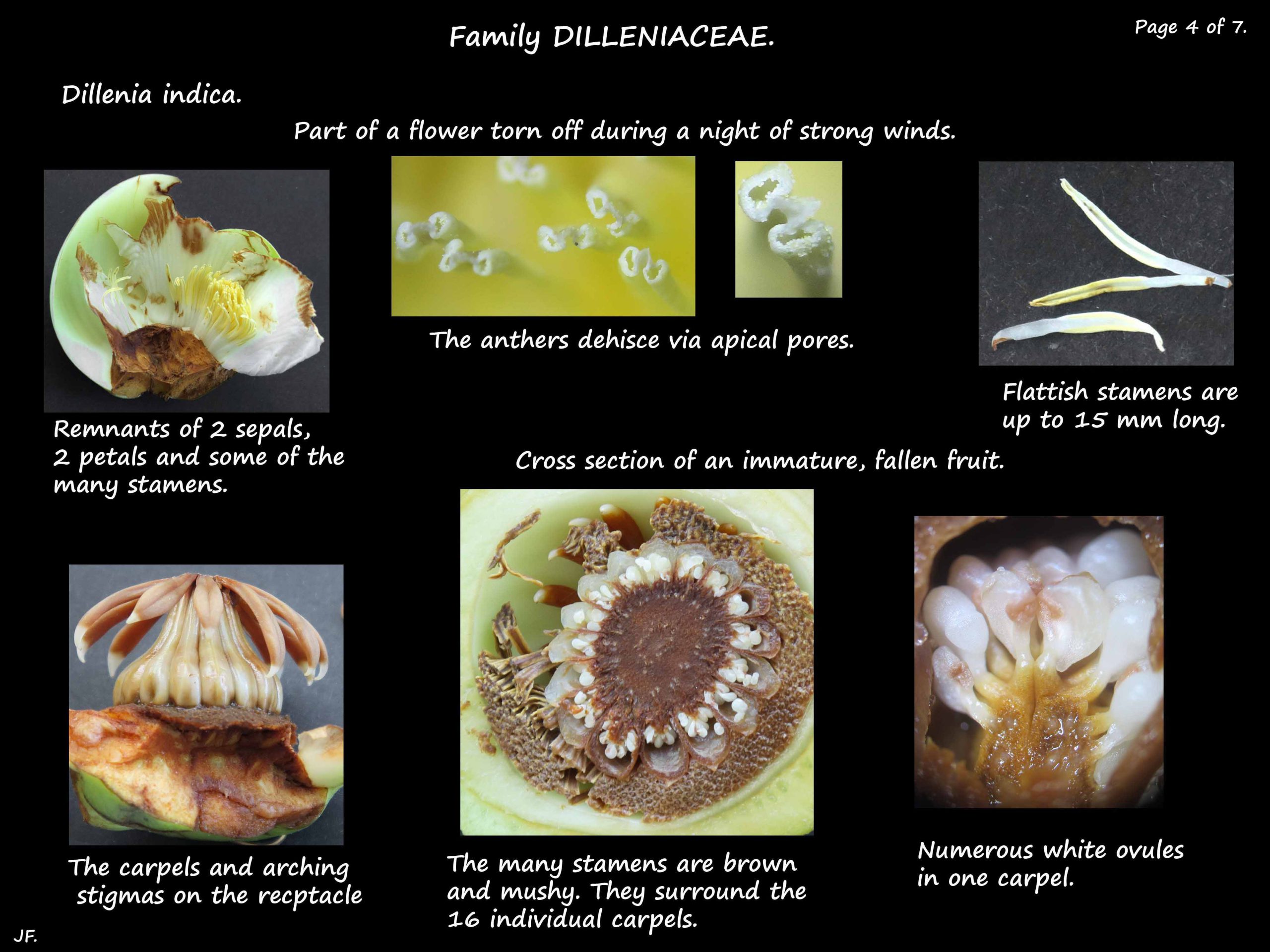 4 Dillenia indica stamens & carpels